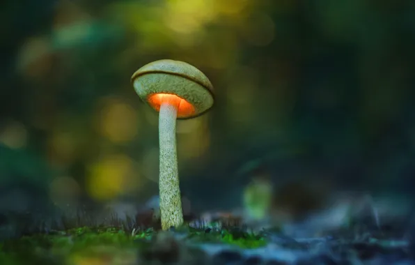 Picture macro, light, mushroom, bokeh