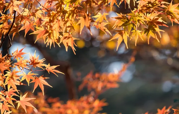 Autumn, leaves, colorful, maple, autumn, leaves, autumn, maple