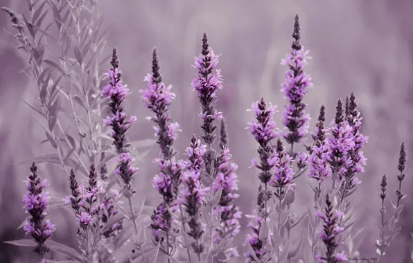 Picture field, flowers, meadow, lavender