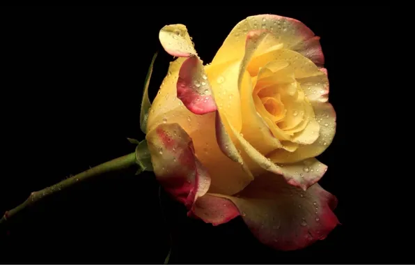 Black background, yellow rose, drops