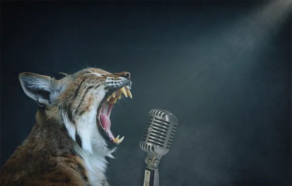 Picture background, microphone, lynx, singing