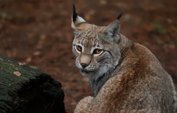 Look, face, background, portrait, log, lynx