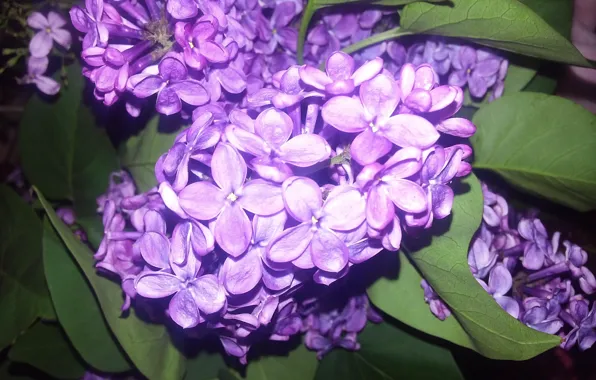 Picture Leaves, Branch, Petals, Lilac, Inflorescence