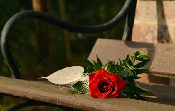 Picture flower, leaves, Board, rose, bench