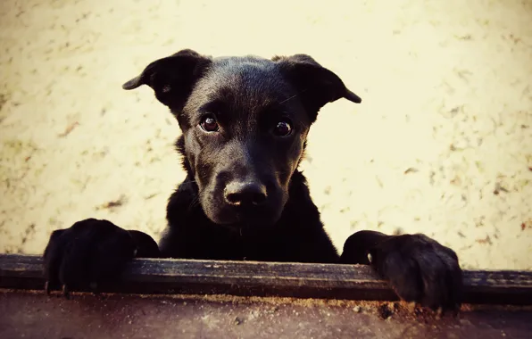 Sand, dogs, dog, paws, nose, Dog