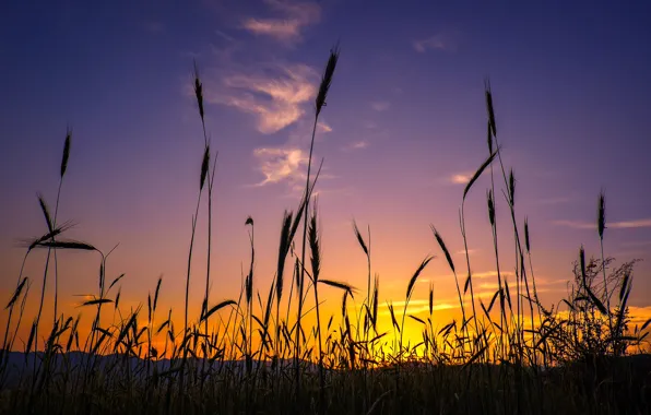The sky, grass, glow