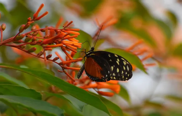 Macro, wings, Butterfly, beautiful, flowering, closeup