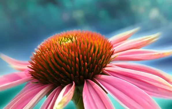 Picture flower, figure, petals, bright