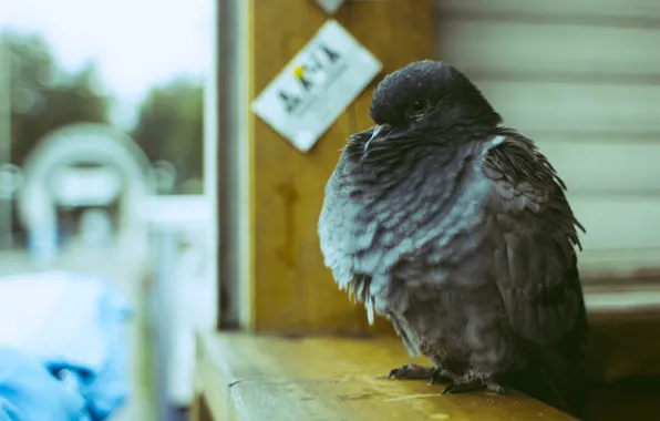 Bird, dove, proud