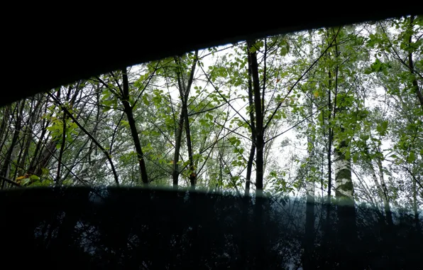 The sky, leaves, trees, branches, green, overcast, dark, window