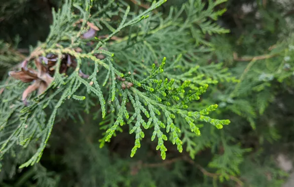 Summer, macro, nature, tree, tree, spruce, nature, macro