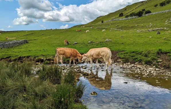 Field, mountains, cows, pasture, pond, bulls, the herd, calves