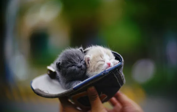 Picture blur, kittens, cap, kids, a couple, in the cap