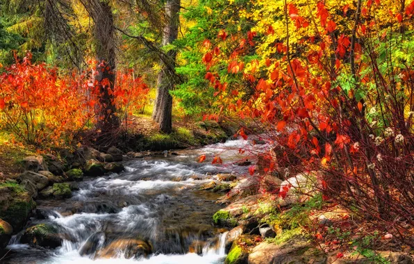 Autumn, forest, river, stream