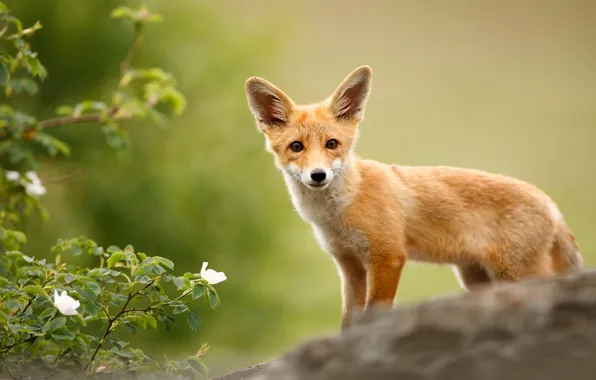 Picture look, leaves, flowers, nature, background, briar, Fox, red