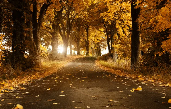 Road, autumn, leaves, trees, Sweden