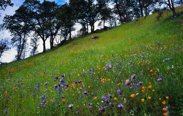 The sky, grass, clouds, trees, landscape, flowers, nature, glade