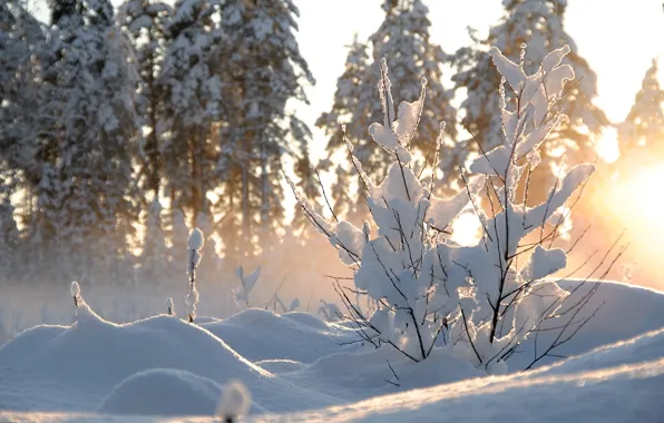 Winter, the sun, snow, trees, nature, Bush