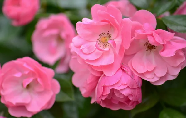 Picture macro, roses, petals, pink, bokeh