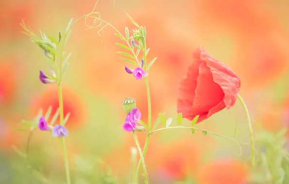 Flowers, red, pink, Mac, sweet peas