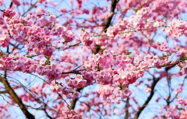 The sky, light, flowers, branches, spring, Sakura, pink, flowering