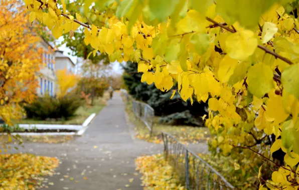 Street, yellow leaves, the sidewalk