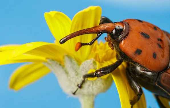 Flower, macro, yellow, background, blue, petals, insect, weevil