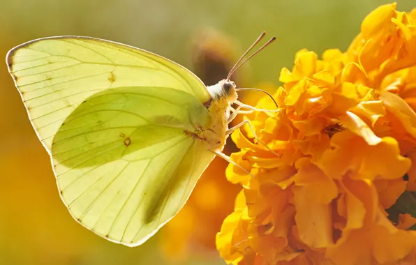 Macro, flowers, butterfly, yellow, marigolds