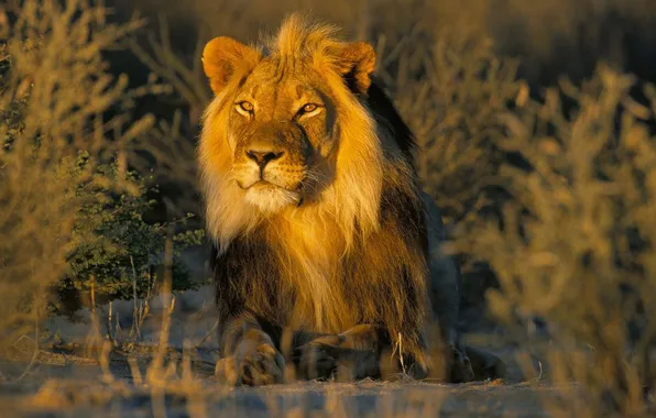 Leo, mane, male