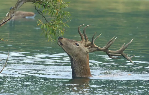 Water, river, branch, deer, horns