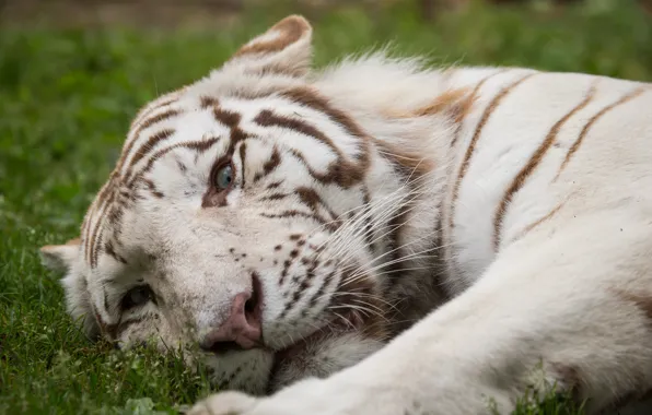 Picture cat, grass, look, face, white tiger