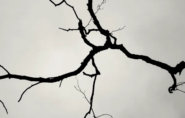 Picture trees, branches, background