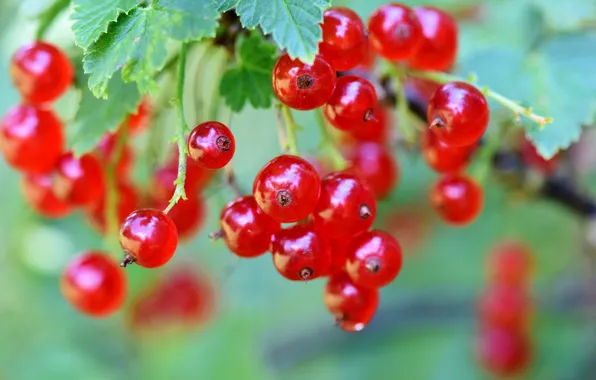 Leaves, branches, berries, currants, red currant
