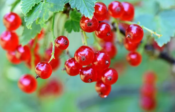 Picture leaves, berries, branch, currants, red currant