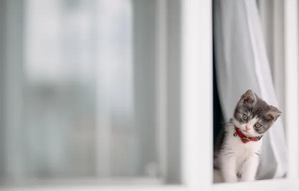 Cat, kitty, baby, window, curtains, collar