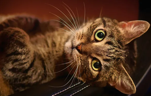 Cat, cat, look, face, background, lies, striped
