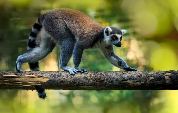 Nature, pose, paws, tail, lemur, walk, log, bokeh