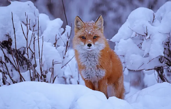Winter, snow, Fox, the snow, red