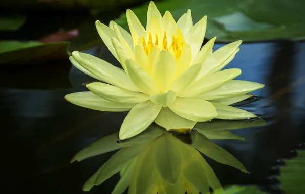 Water, reflection, yellow, Nymphaeum, water Lily