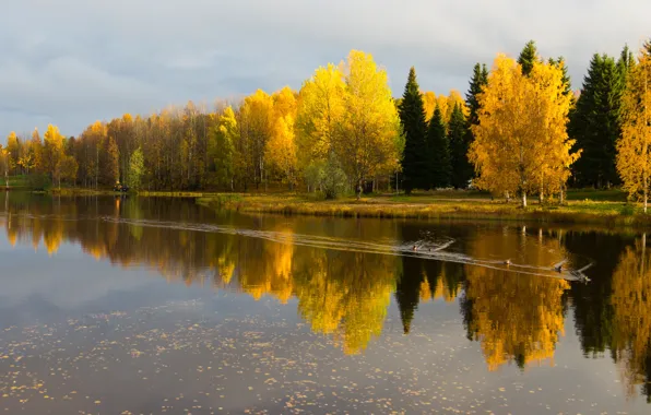 Picture autumn, trees, lake
