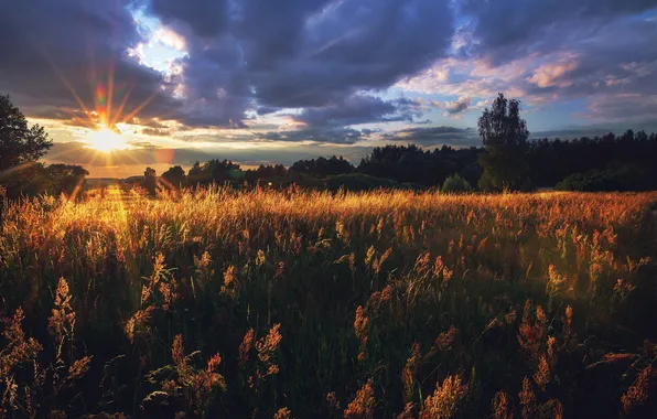 Field, the sky, grass, the sun, clouds, rays, trees, sunset