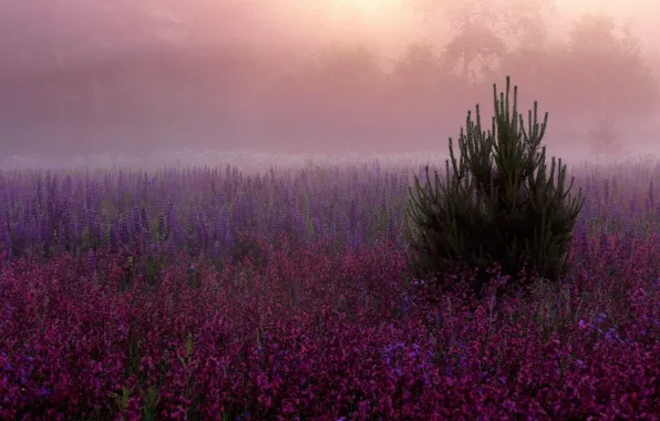 Flowers, fog, tree, beauty, purple, Glade, haze, pink