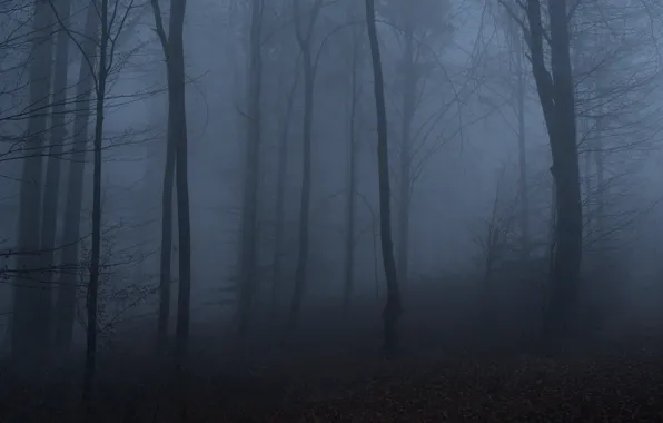 Picture forest, trees, nature, fog, twilight