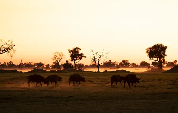 Nature, Savannah, the herd