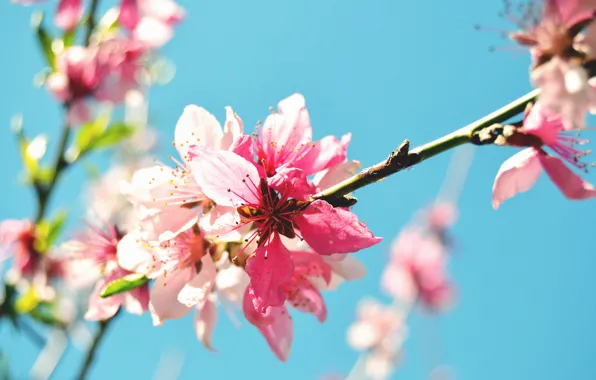 Flower, macro, nature, spring, branch, flowering, peach tree