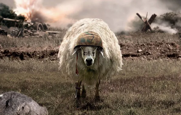 War, fighter, lamb