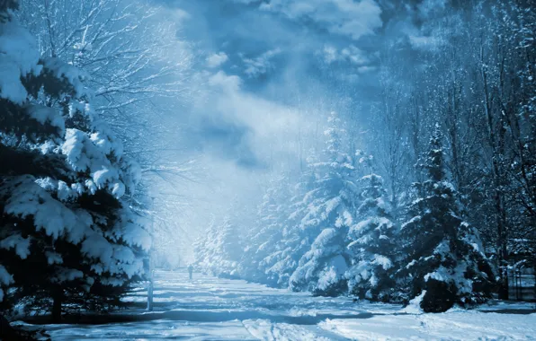 Trees, Park, tree, winter, snow, winter landscape