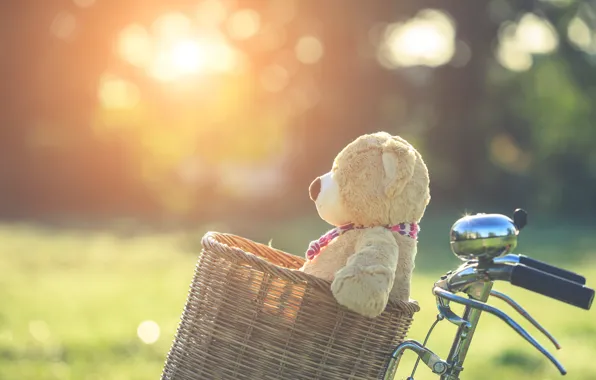 Summer, sunset, bike, basket, toy, bear, bear, summer