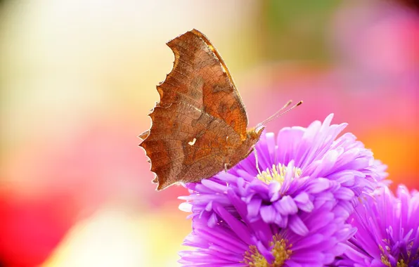 Nature, butterfly, Gorgeous