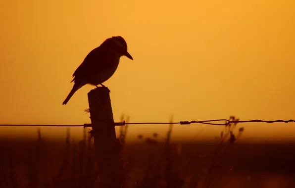 Night, bird, the fence, silhouette